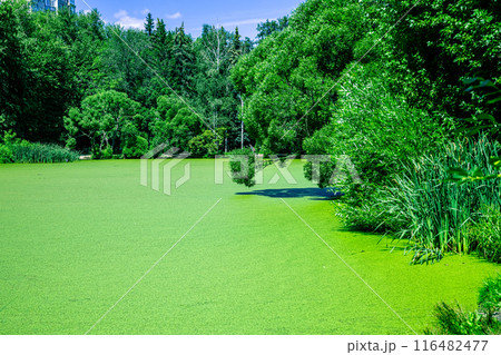 The lake in the park is green, completely covered with duckweed, ecology, food for birds, protection from mosquitoes 116482477