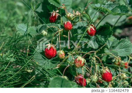 strawberry bushes with many red strawberries in the garden bed in the garden, harvesting, berries, natural products, agriculture 116482479