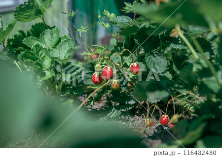 strawberry bushes with many red strawberries in the garden bed in the garden, harvesting, berries, natural products, agriculture 116482480