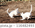 春の日に畑でじゃれ合う白猫 116482493