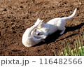 春の日に畑でじゃれ合う白猫 116482566