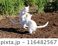 春の日に畑でじゃれ合う白猫 116482567