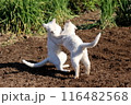 春の日に畑でじゃれ合う白猫 116482568