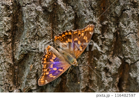 コムラサキ 116482597