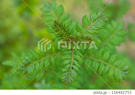 山椒の若葉 116482753