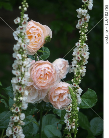 エレガントなバラとバーバスカム エレガントなバラとバーバスカム 116482768