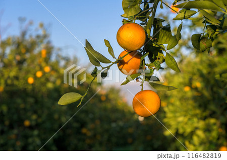 A citrus grove, with rows of orange and lemon trees stretching into the distance 116482819