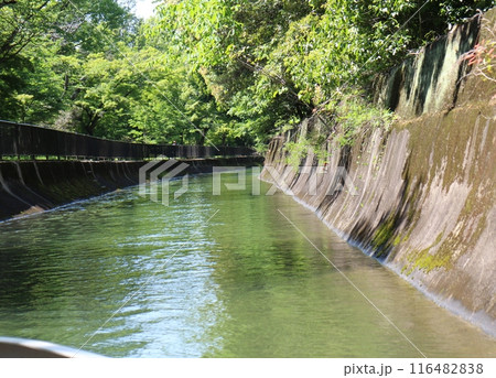 滋賀県大津市　琵琶湖疏水と新緑 116482838