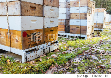 Hives in Southwest National Park in Tasmania Australia Hives in Southwest National Park in Tasmania Australia 116483016