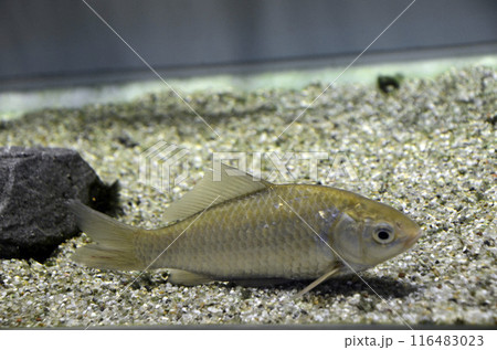 カネヒラ 116483023