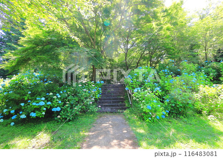 満開の黒羽城址公園の紫陽花／栃木県大田原市 116483081