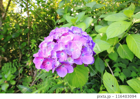 紫陽花/栃木県大田原市 黒羽城址公園 紫陽花/栃木県大田原市 黒羽城址公園 116483094