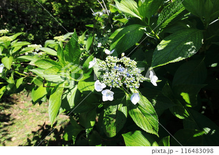 黒羽城址公園の紫陽花/栃木県大田原市 黒羽城址公園の紫陽花/栃木県大田原市 116483098