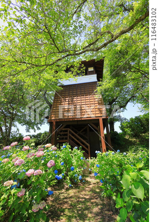 満開の黒羽城址公園の紫陽花/栃木県大田原市 満開の黒羽城址公園の紫陽花/栃木県大田原市 116483102