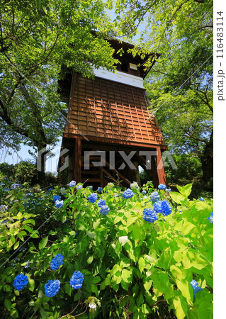 満開の黒羽城址公園の紫陽花/栃木県大田原市 満開の黒羽城址公園の紫陽花/栃木県大田原市 116483114