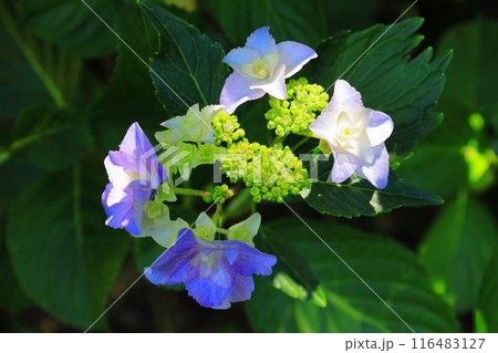 紫陽花／栃木県大田原市　黒羽城址公園 116483127