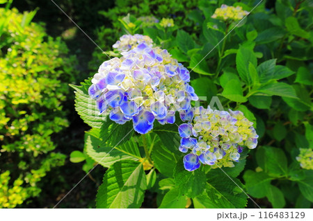 紫陽花/栃木県大田原市 黒羽城址公園 紫陽花/栃木県大田原市 黒羽城址公園 116483129
