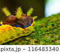 イラガの幼虫の頭のアップ 116483340