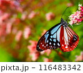 フジバカマの蜜を吸うアサギマダラ 116483342