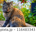 公園のベンチに座って舌を出す猫 116483343