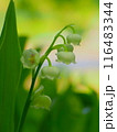白くて小さいスズランの花 116483344