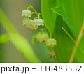 可憐なスズランの花の近影 116483532