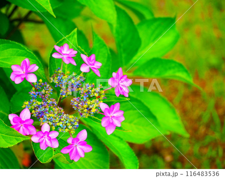 小さいピンク色の花が咲いた紫陽花 116483536