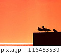 夕方の堤防で休んでいる海鳥のシルエット 116483539