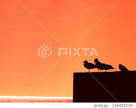 夕方の堤防で休んでいる海鳥のシルエット 116483539