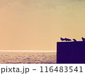 夕方の堤防に集まっている海鳥のシルエット 116483541
