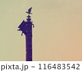 夕方の灯台に止まって翼を広げている海鳥のシルエット 116483542