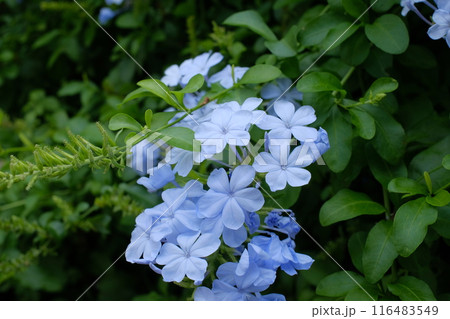 ルリマツリの花 116483549