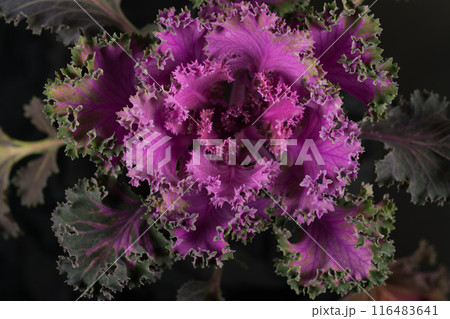 flowering ornamental cabbage close up flowering ornamental cabbage close up 116483641