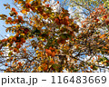 Branches of a tree with ripe persimmon fruits on a sunny day 116483669
