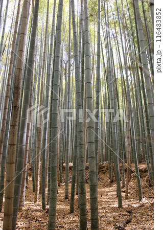 京都 嵐山 竹林の小径 京都 嵐山 竹林の小径 116483852