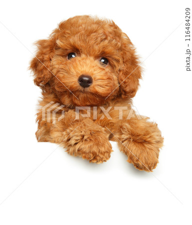 Close-up of a Toy Poodle puppy above banner Close-up of a Toy Poodle puppy above banner 116484209