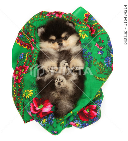 Adorable Pomeranian Puppy Wrapped in Colorful Blanket Adorable Pomeranian Puppy Wrapped in Colorful Blanket 116484214