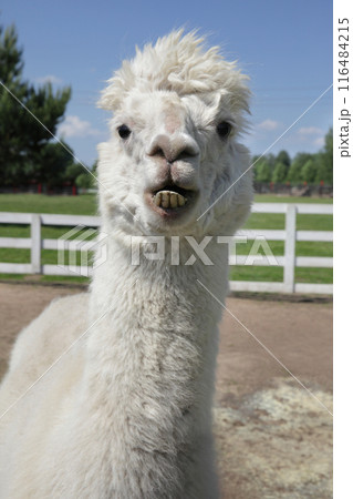 Funny Close-Up of a Curious Alpaca Funny Close-Up of a Curious Alpaca 116484215