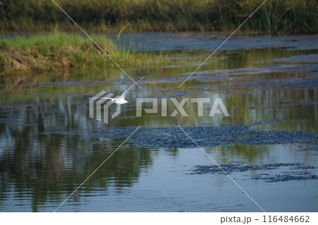 A white seagull with outstretched wings. 116484662