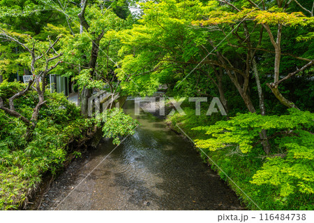 遠江国一宮小國神社の境内を流れる一宮川と新緑に包まれた美しい風景(静岡県) 116484738