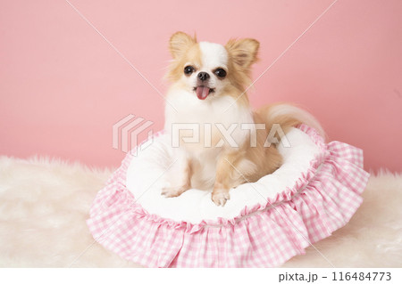 ピンクバックとベッドに入って笑うチワワの陸 ピンクバックとベッドに入って笑うチワワの陸 116484773