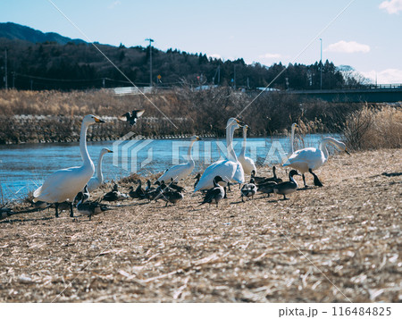 ハクチョウとカモが集まる川 ハクチョウとカモが集まる川 116484825