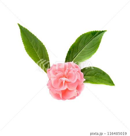 Balsam flowers isolated on white. 116485019