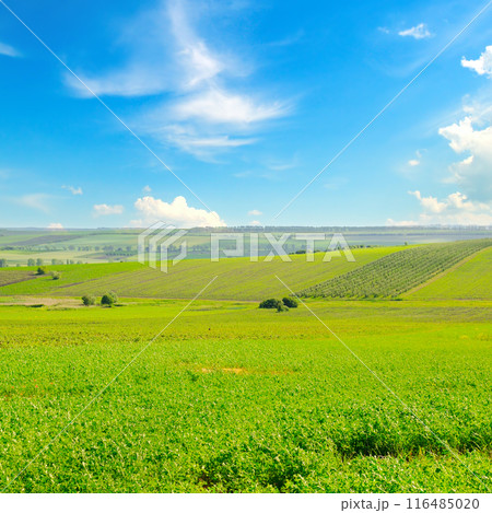 A field with green alfalfa and cloudy sky. A field with green alfalfa and cloudy sky. 116485020