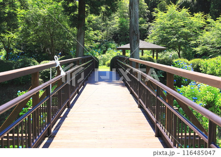 黒羽城址公園の紫陽花／栃木県大田原市 116485047