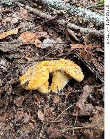 Chanterelles grow among fallen birch leaves and forest brushwood. 116485219