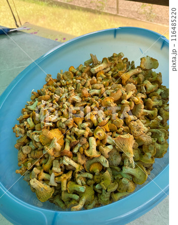 A basin with collected chanterelles. The mushrooms are cleaned and ready for processing. A basin with collected chanterelles. The mushrooms are cleaned and ready for processing. 116485220