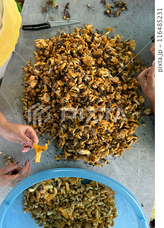 Mushroom pickers sort and clean the collected chanterelles. The mushrooms are laid out on the table. View from above. 116485231