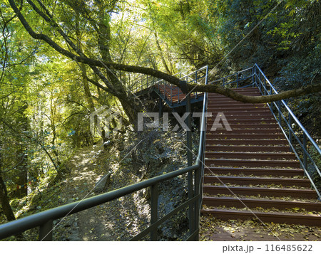 中国雲南省・徳欽 明永氷河展望台へ向かう山道 / Deqin, China 中国雲南省・徳欽 明永氷河展望台へ向かう山道 / Deqin, China 116485622