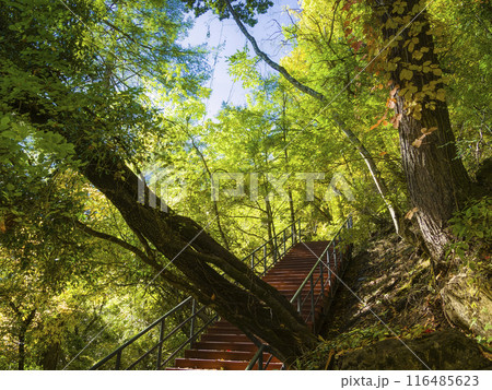 中国雲南省・徳欽 明永氷河展望台へ向かう山道 / Deqin, China 中国雲南省・徳欽 明永氷河展望台へ向かう山道 / Deqin, China 116485623